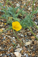 Yellow Horned Poppy