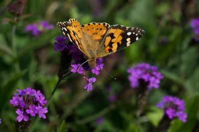 Painted Lady