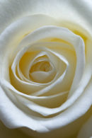 The White Rose