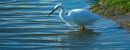 Little Egret
