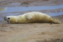 Grey Seal Pup