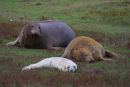 Grey Seals