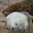 Grey Seals