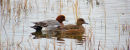 Wigeon