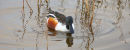 Shoveler