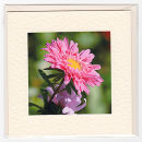 China Aster