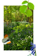 Springtime in Flitwick Woods