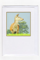 Doe