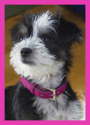 Little Dog