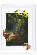 Flitwick Woods Aut