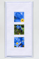 Forget Me Mot