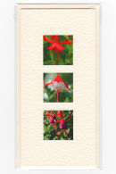 Fuschia Medley