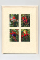 Fuchsia Medley