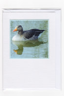 Grey Lag Goose