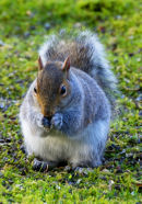 Grey Squirrel