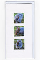 Grey Squirrel