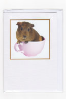 Guinea Pig