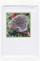 Hedgehog