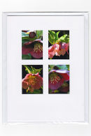 Helleborus Medley