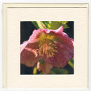 Helleborus Bloom