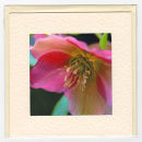 Helleborus