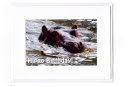 Hippo Birthday