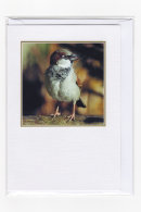 House Sparrow