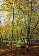 Campton Plantation