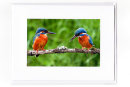 Kingfisher Pair