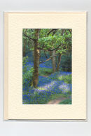 Bluebells 1