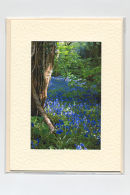Bluebells 3