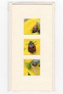 Spring Ladybirds