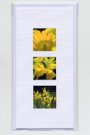 Spring Narcissus