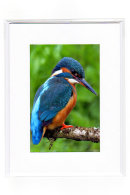 Kingfisher