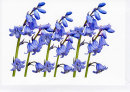 Bluebells