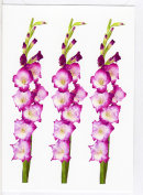 Gladioli