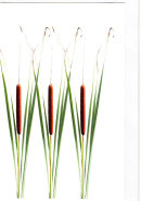 Reed Mace