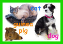 Pet Jigsaw
