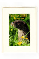 Otter Birthday