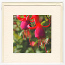 Fuschia Blooms