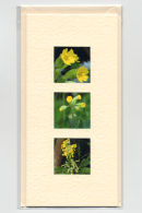 The Cowslip