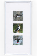 Puffins