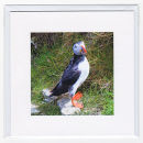 Puffin