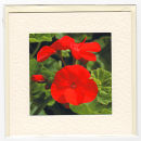 Red Geranium