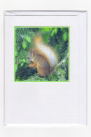 Red Squirrel
