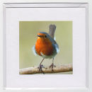 Robin