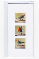 Robin