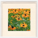 Rudbeckia