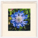 Scabious