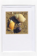 Sea Shells